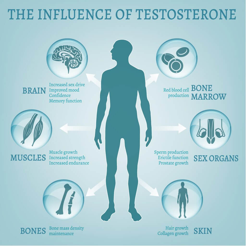 Testosterone Body chart Infographics
