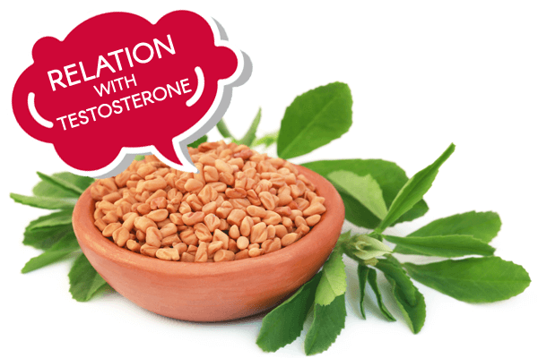Fenugreek Testosterone