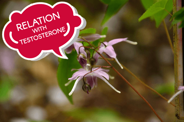 Horny Goat Weed Testosterone