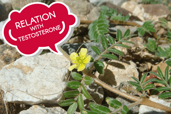 Tribulus Alatus Testosterone